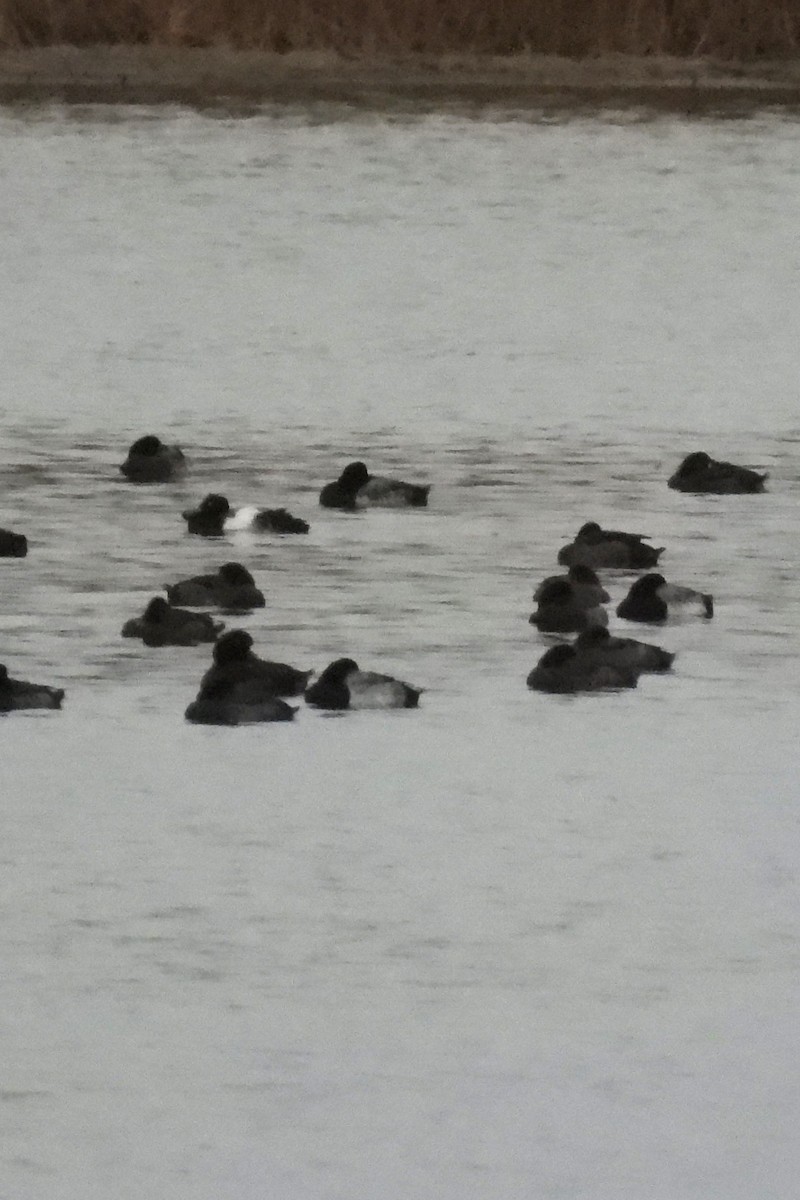 Lesser Scaup - ML645602697