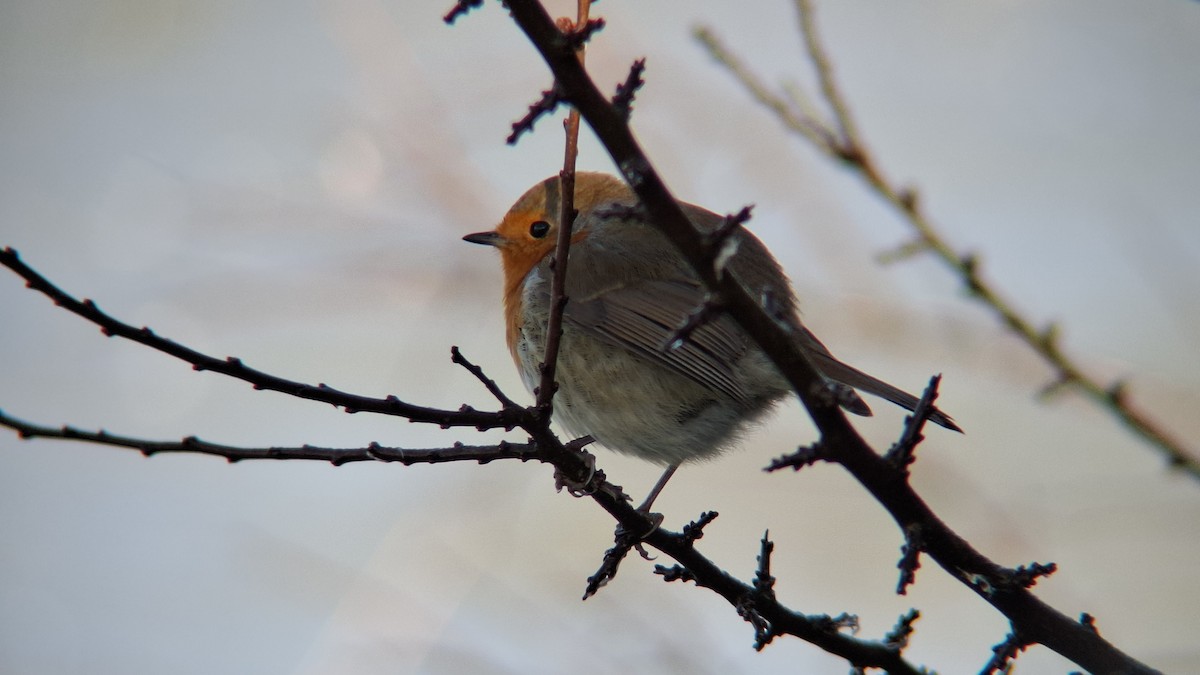 European Robin - ML645602698