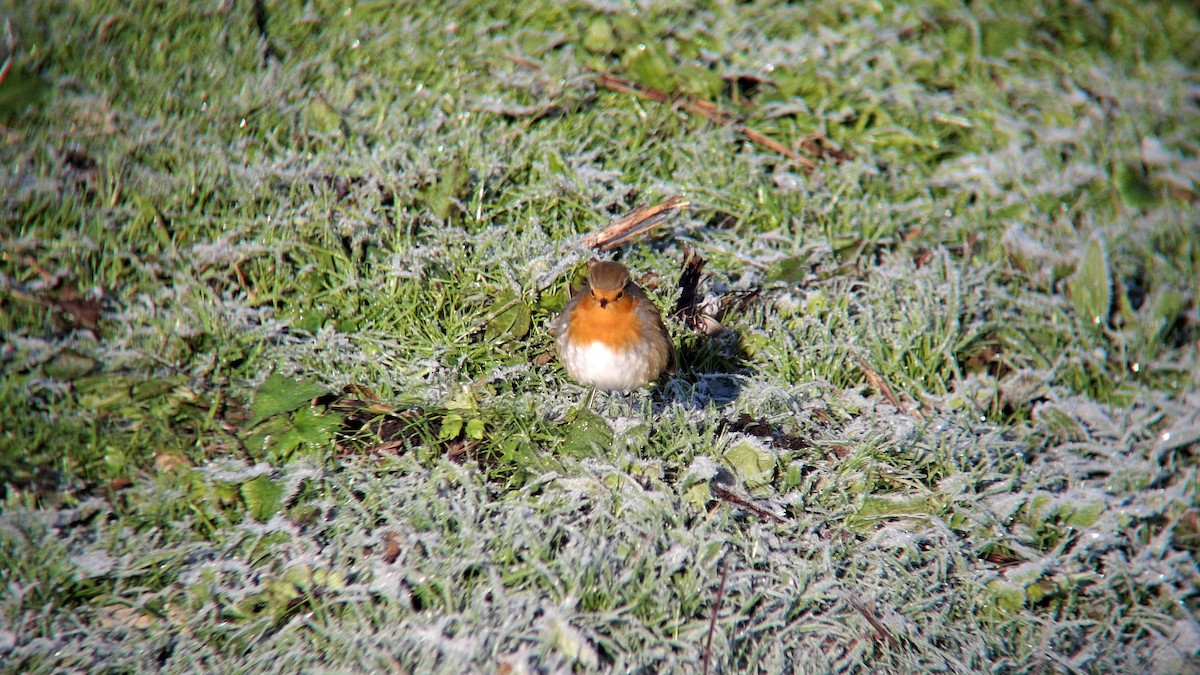 European Robin - ML645602702