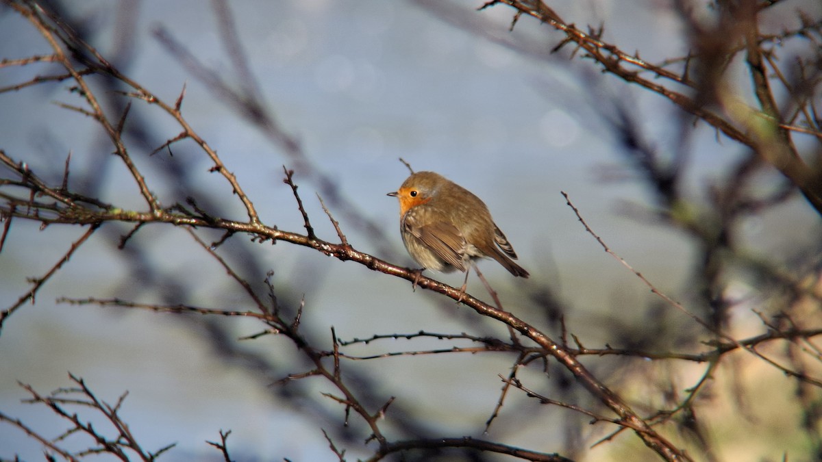 European Robin - ML645602703