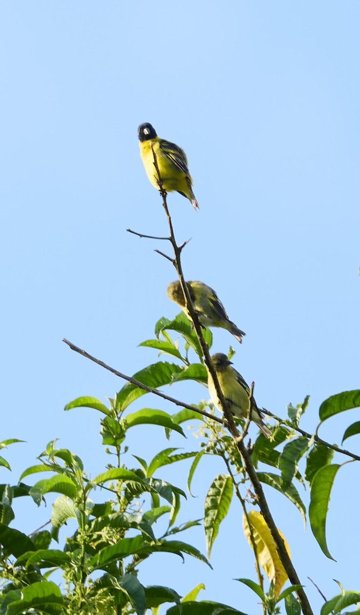 Hooded Siskin - ML645602704