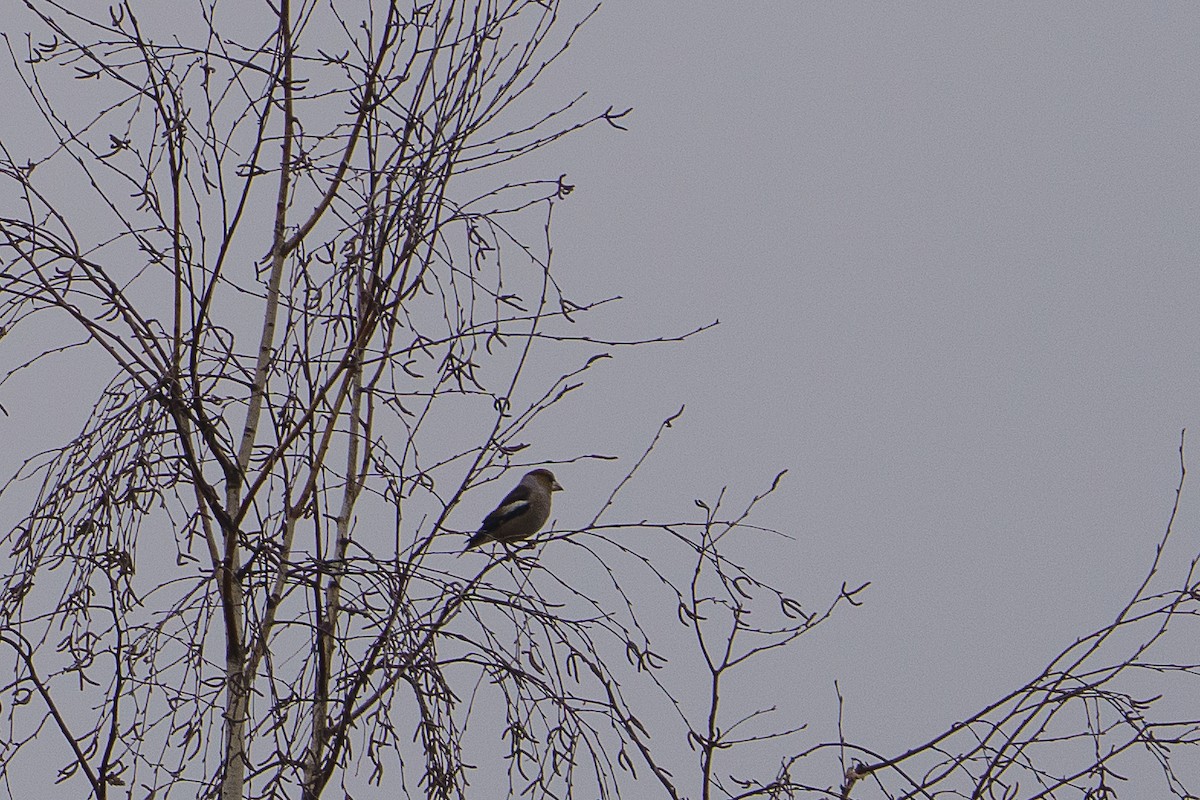 Hawfinch - ML645602707