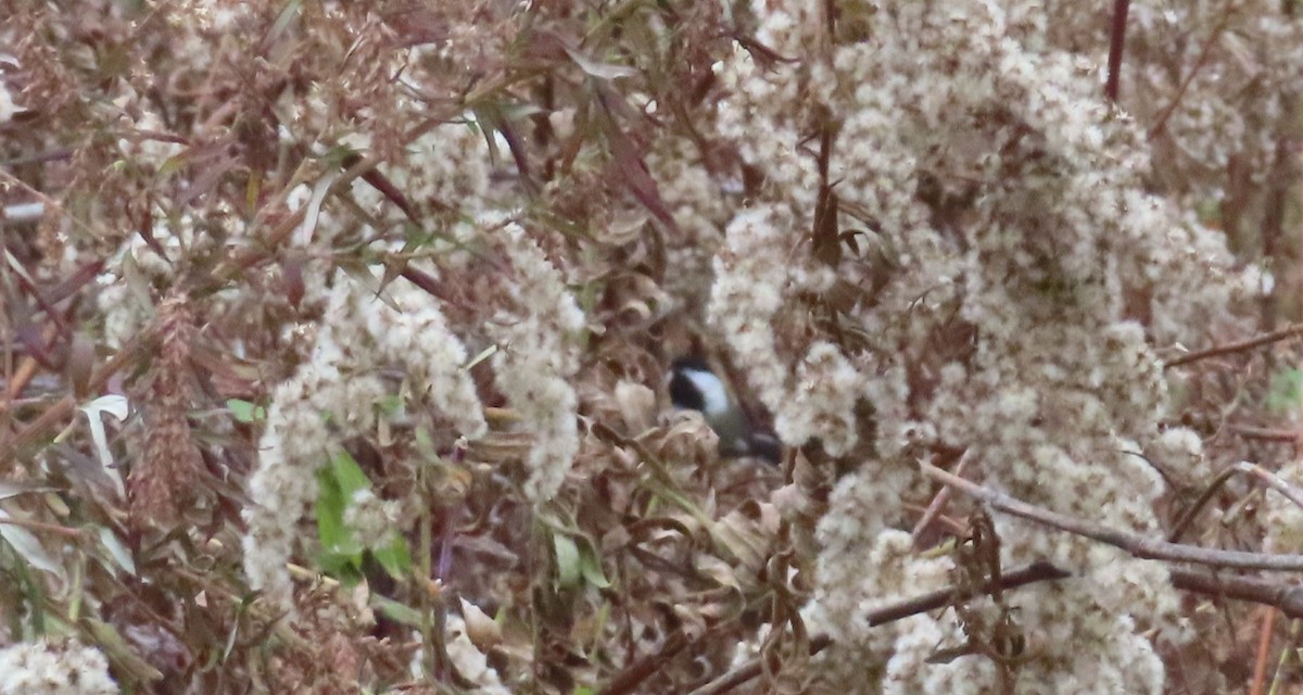 Black-capped Chickadee - ML645602708
