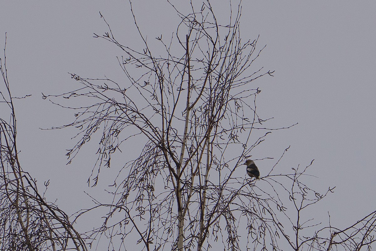 Hawfinch - ML645602709