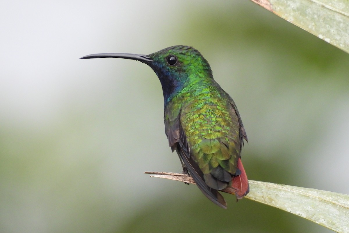 Black-throated Mango - ML645602710