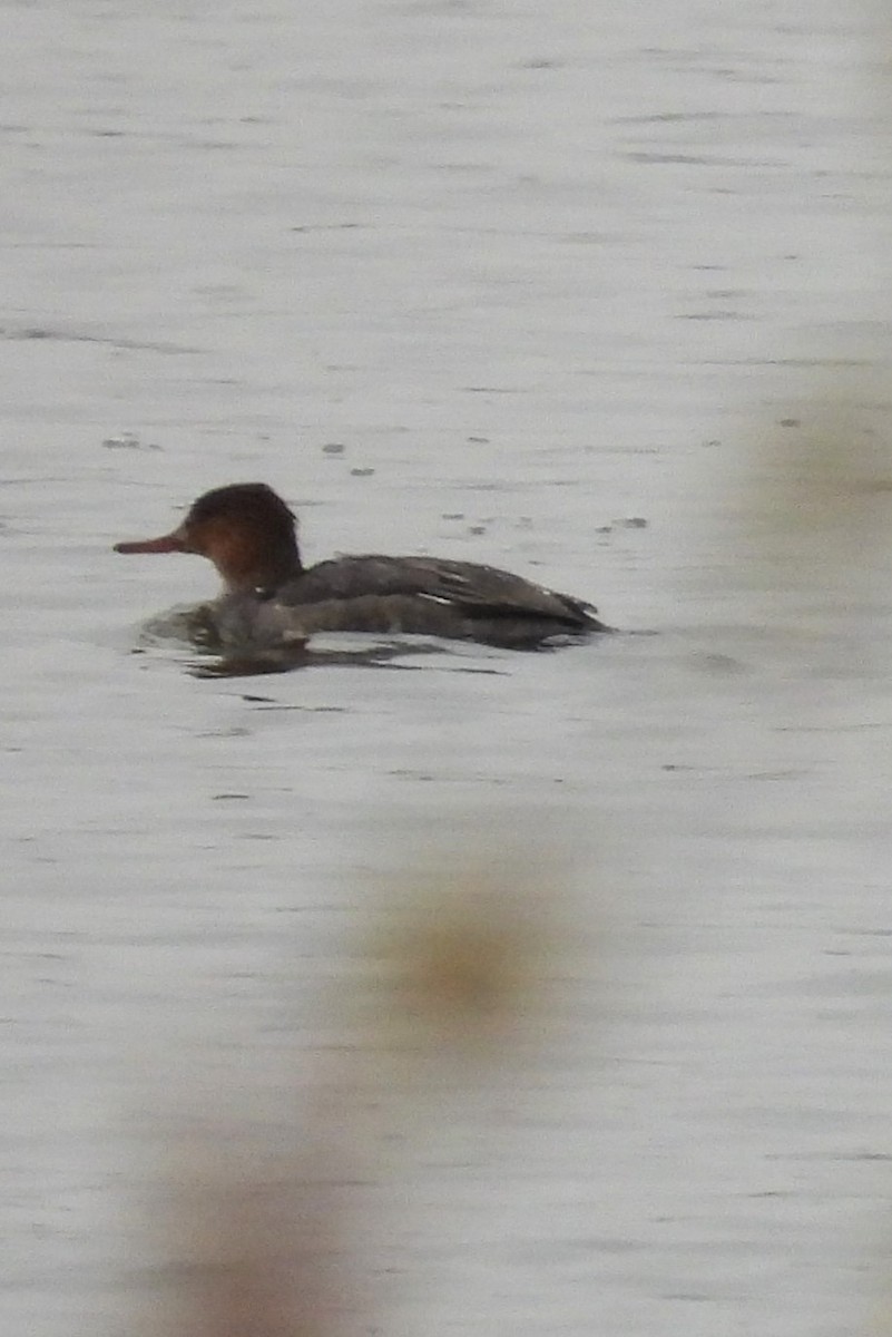 Red-breasted Merganser - ML645602712
