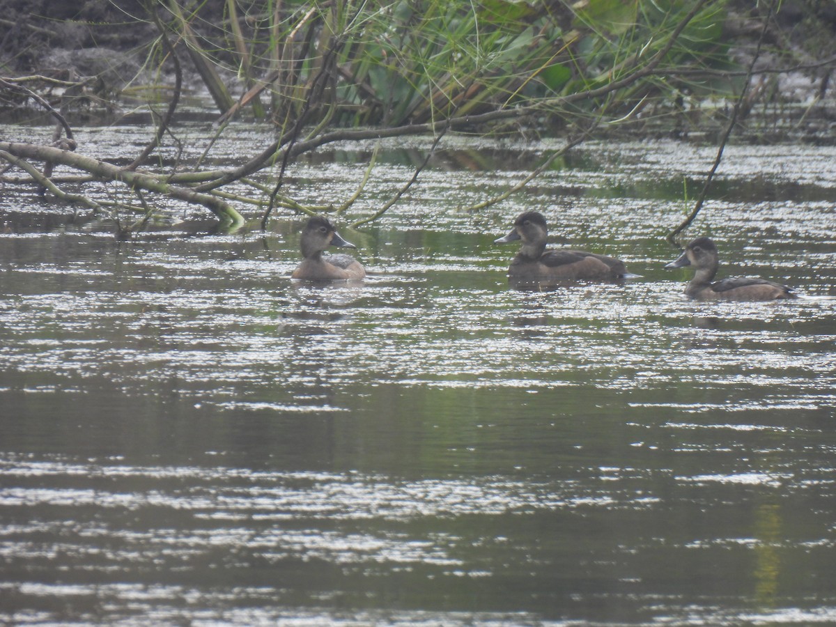 Ring-necked Duck - ML645602713