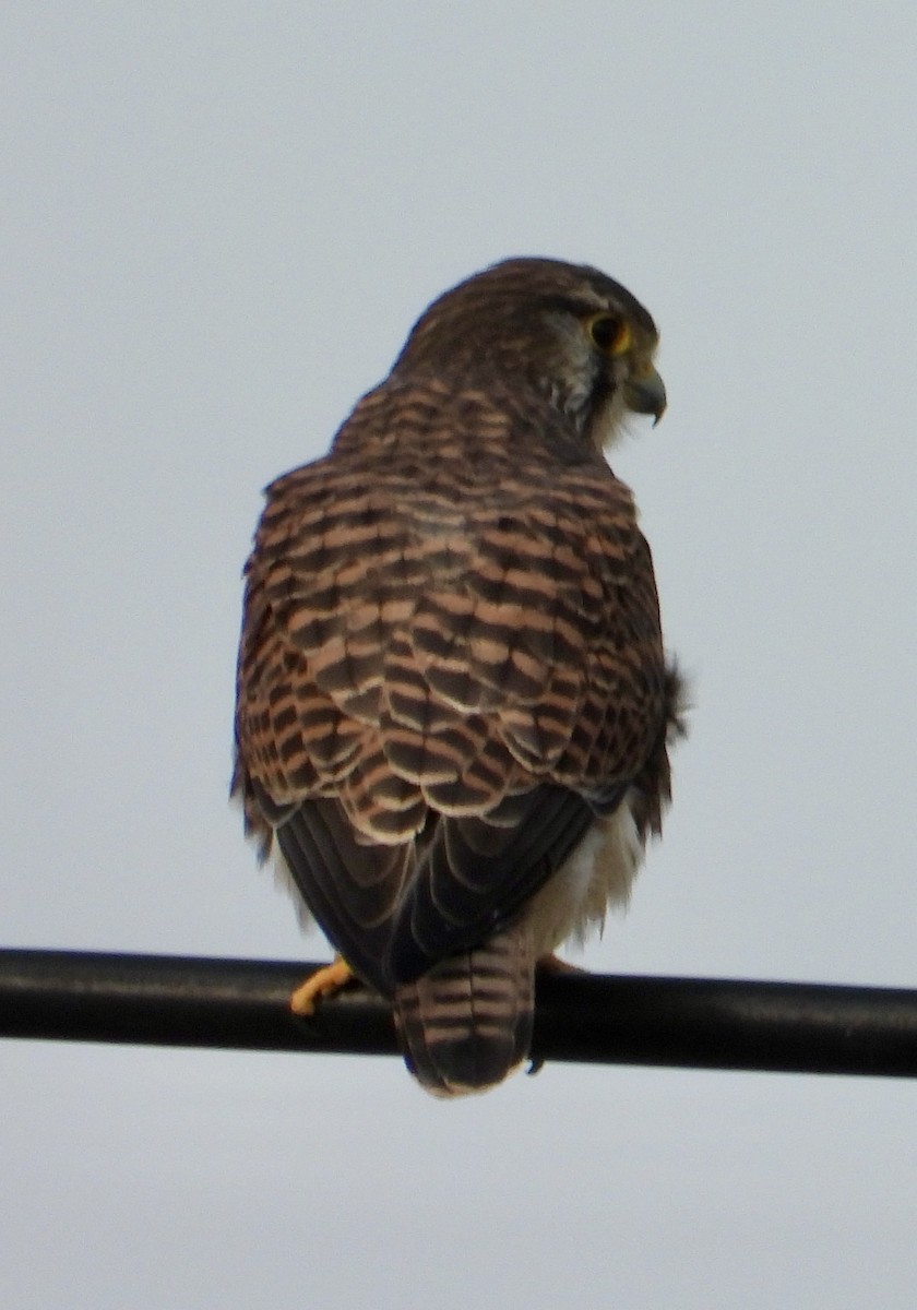 Eurasian Kestrel - ML645602714