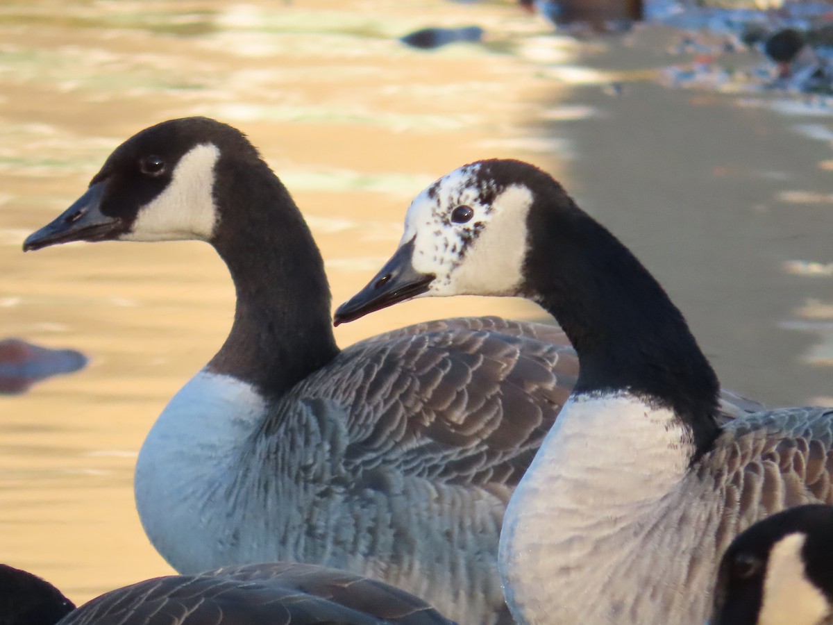 Canada Goose - ML645602718