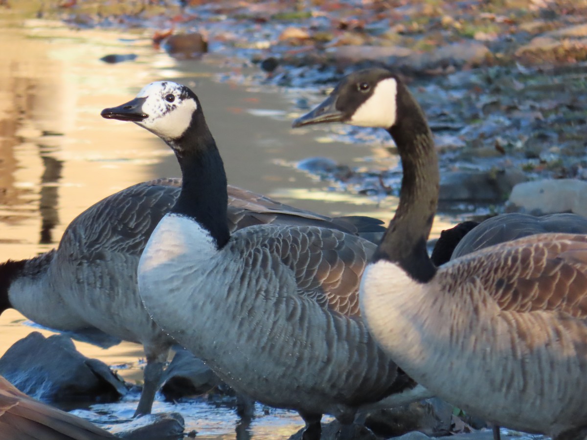 Canada Goose - ML645602719