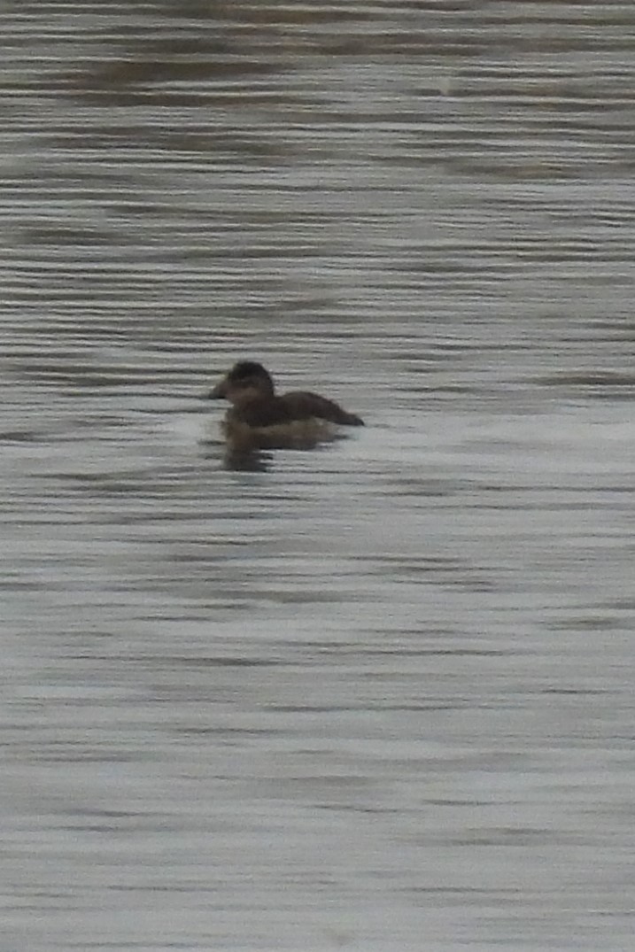 Ruddy Duck - ML645602721