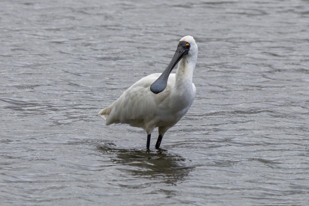 Royal Spoonbill - ML645602722
