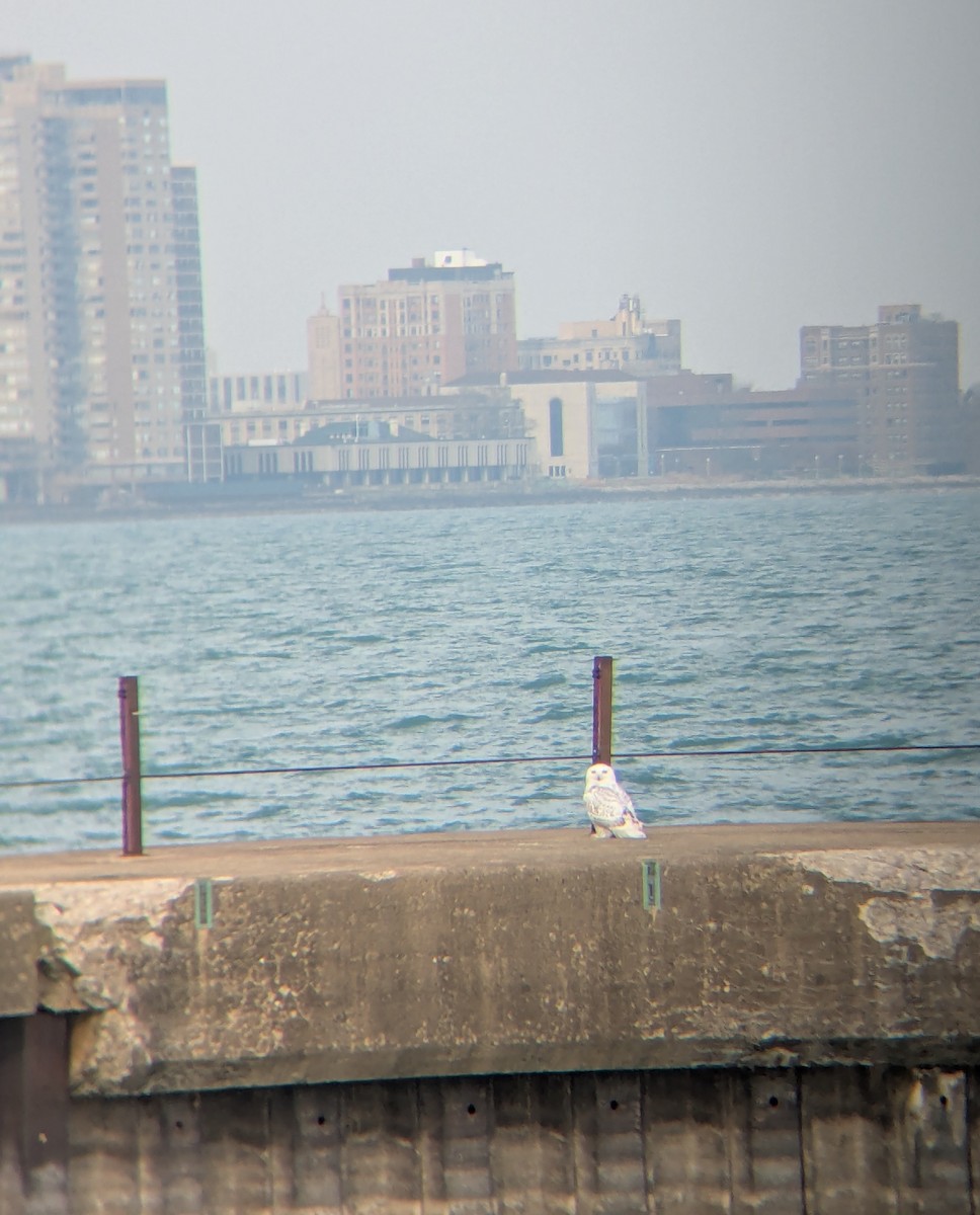 Snowy Owl - ML645602723