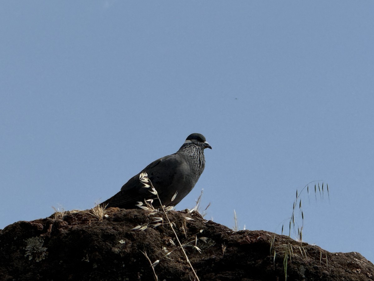 White-collared Pigeon - ML645602724