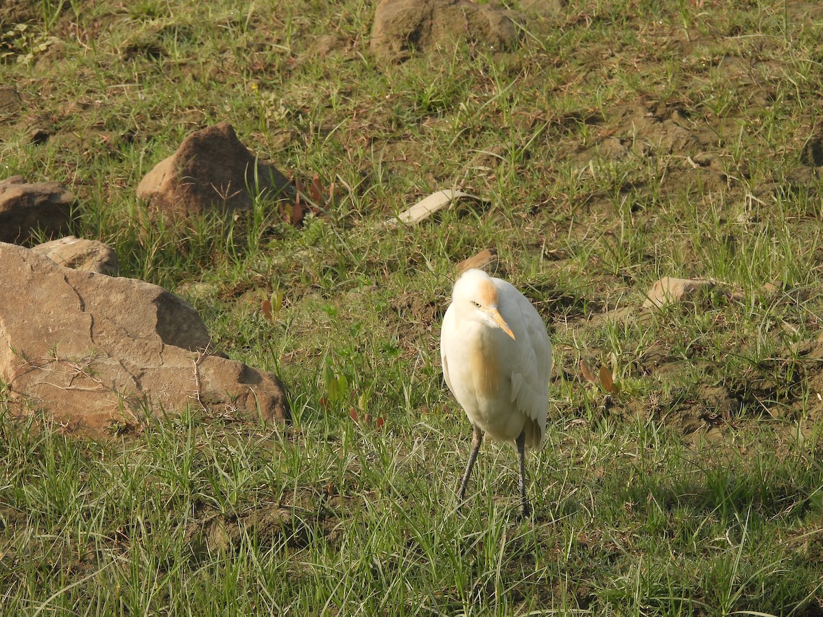 Eastern Cattle-Egret - ML645602734