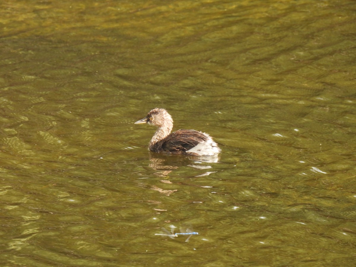 Least Grebe - ML645602735