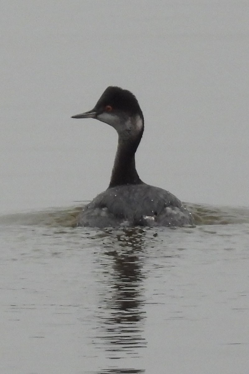 Schwarzhalstaucher - ML645602738