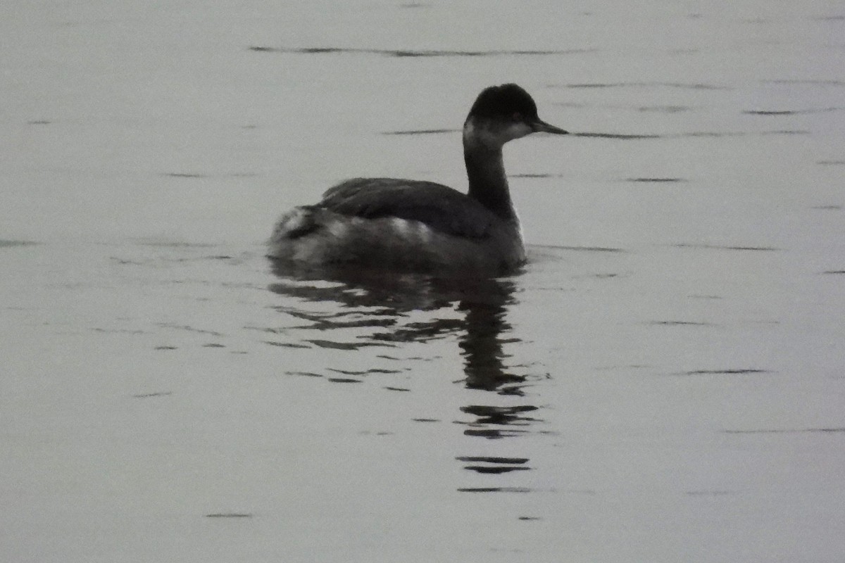 Schwarzhalstaucher - ML645602739