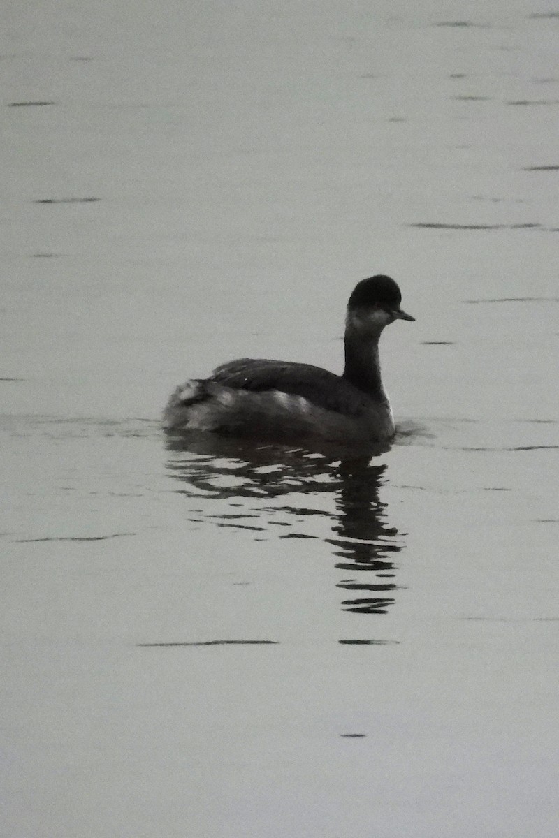 Schwarzhalstaucher - ML645602740