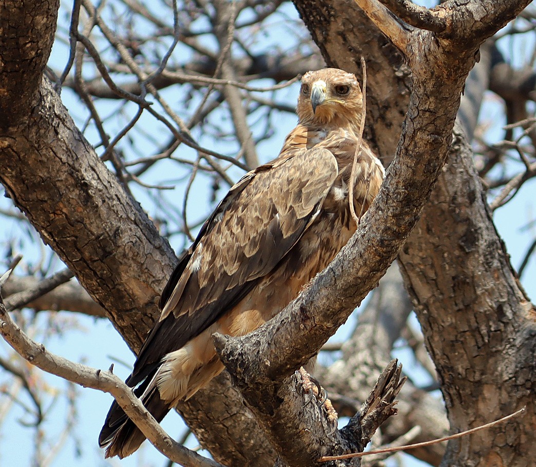 Tawny Eagle - ML645602742