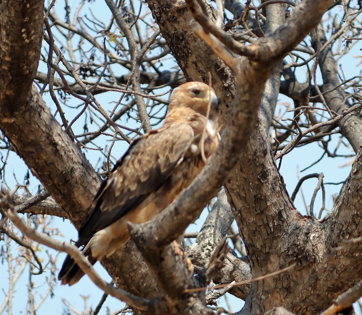Tawny Eagle - ML645602743