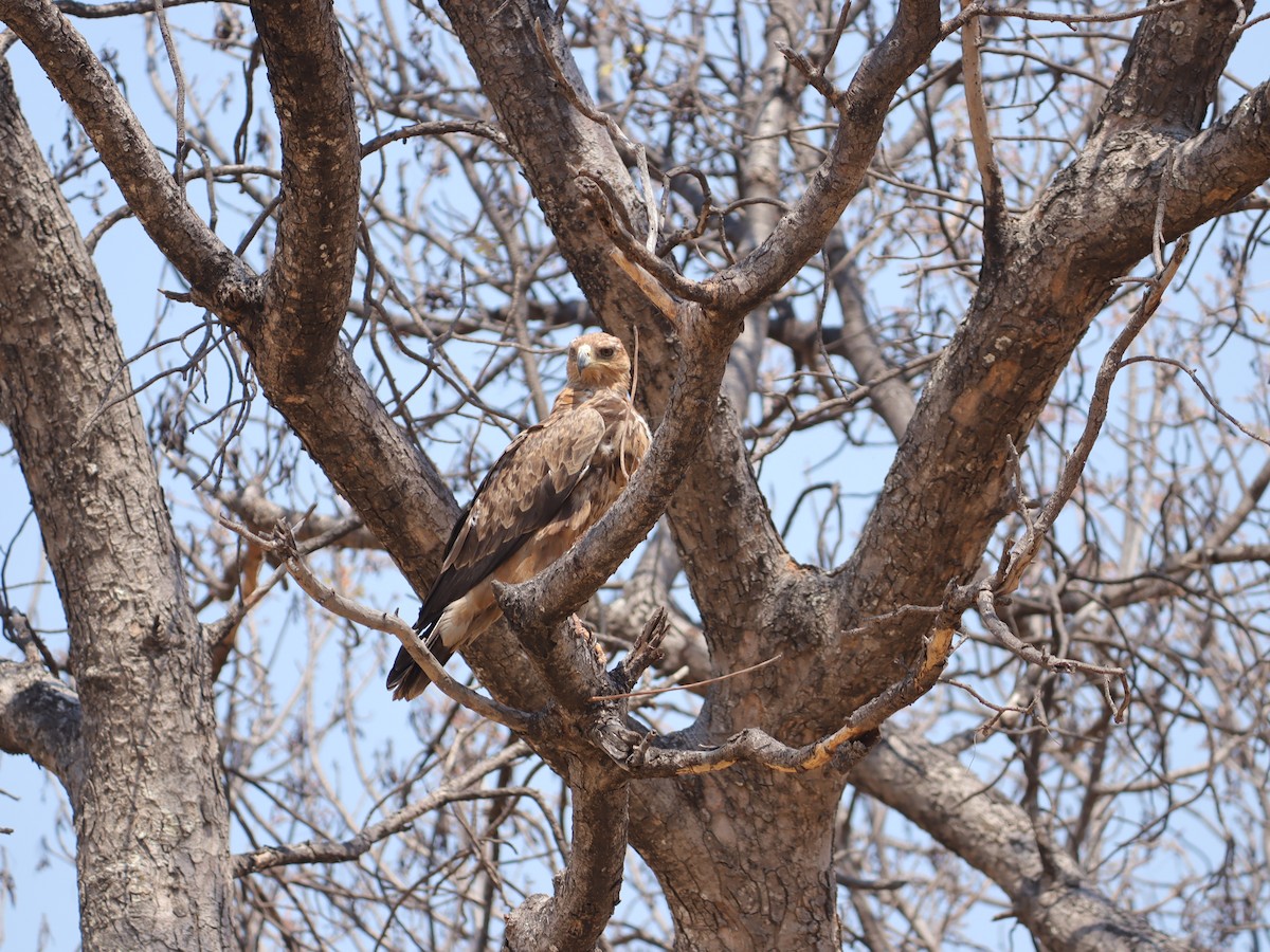 Tawny Eagle - ML645602744