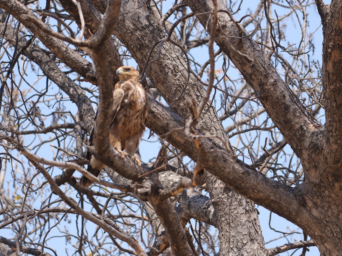 Tawny Eagle - ML645602745