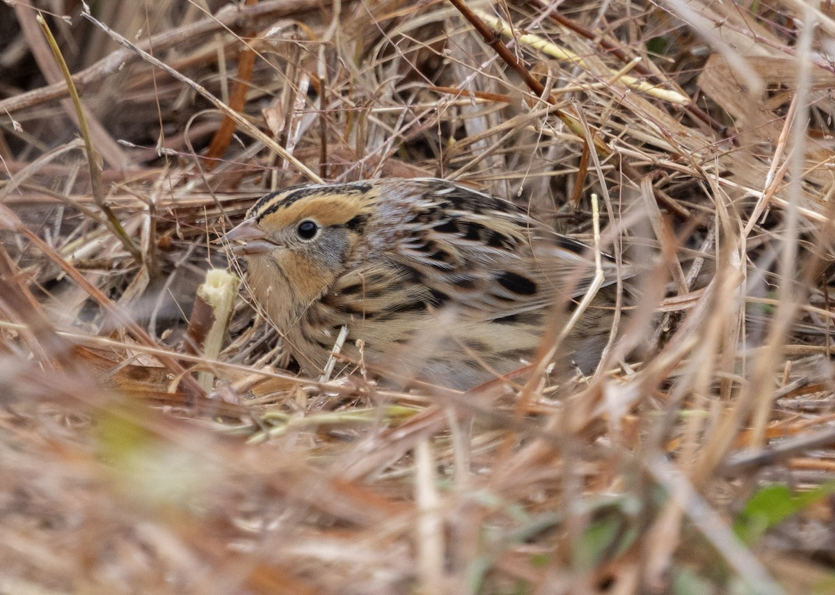 LeConte's Sparrow - ML645602746