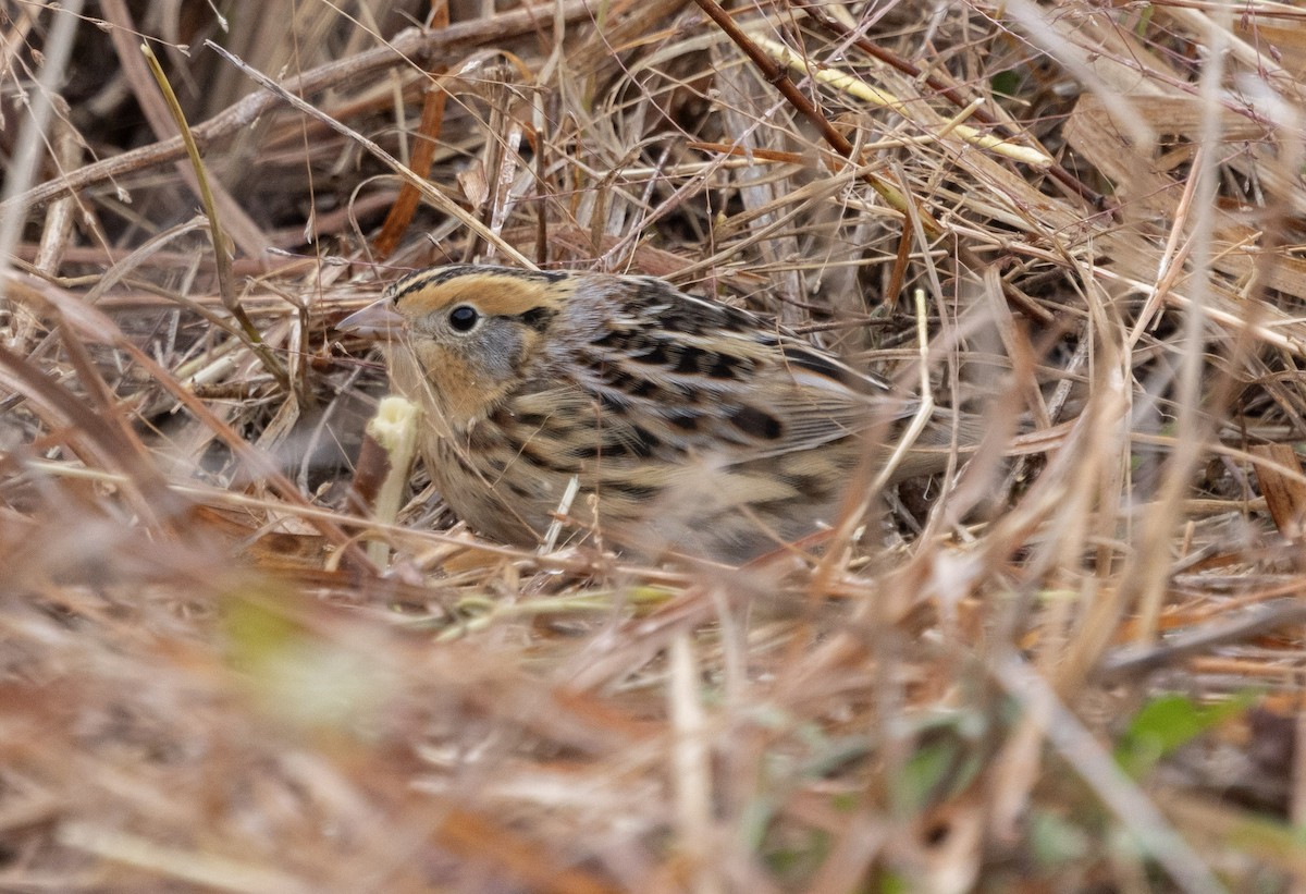 LeConte's Sparrow - ML645602747