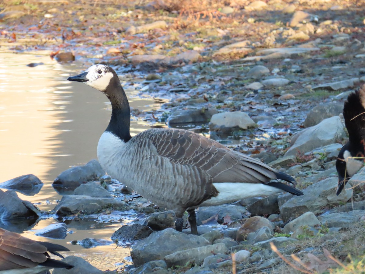 Canada Goose - ML645602750