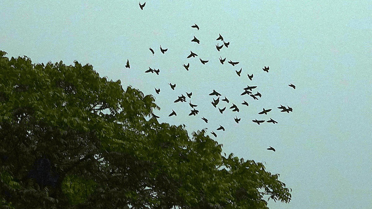 Barred Parakeet - ML645602757