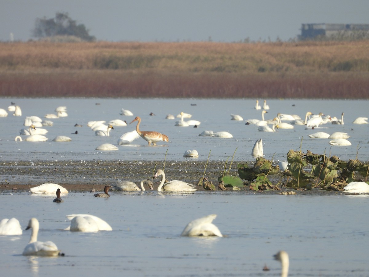 Tundra Swan - ML645602760