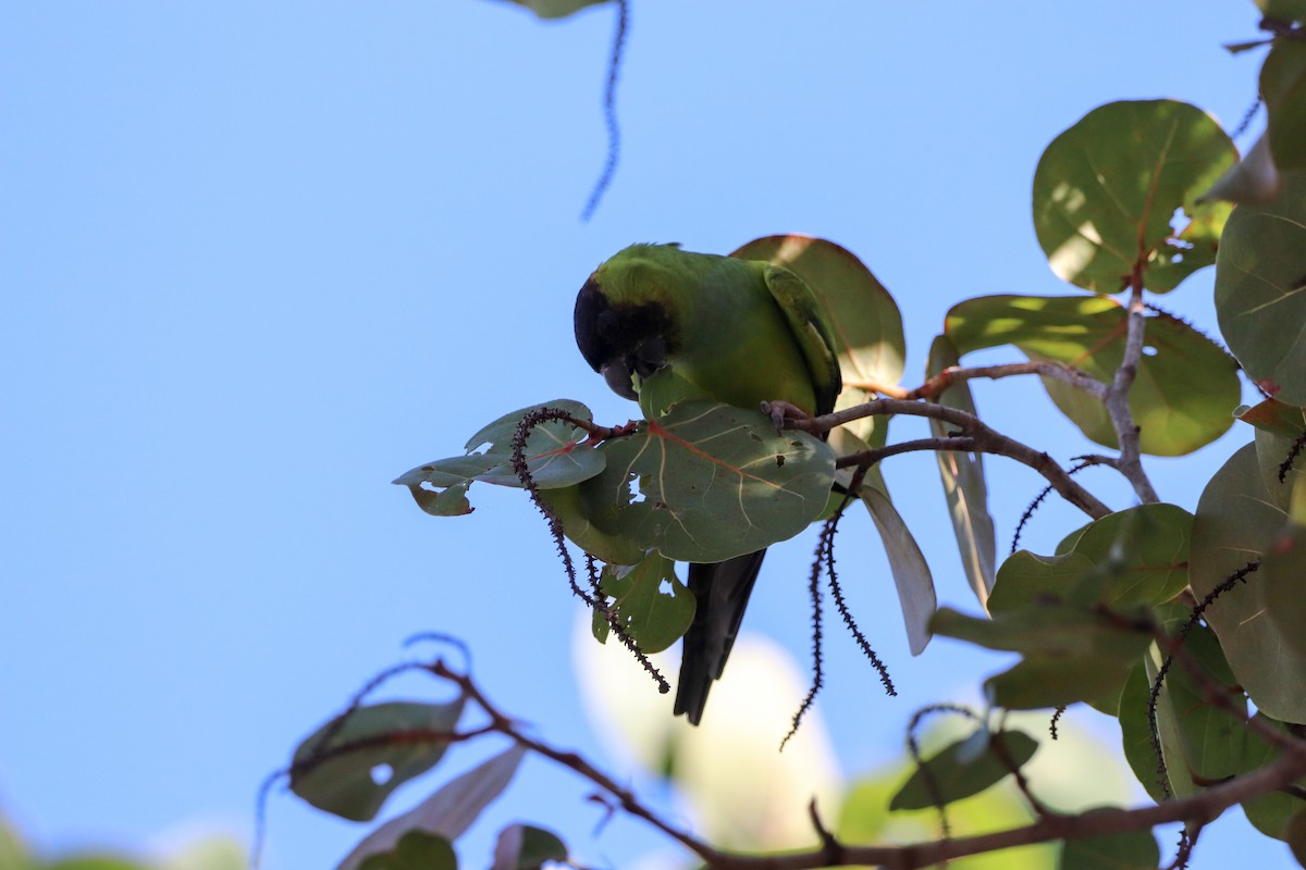 Nanday Parakeet - ML645602768
