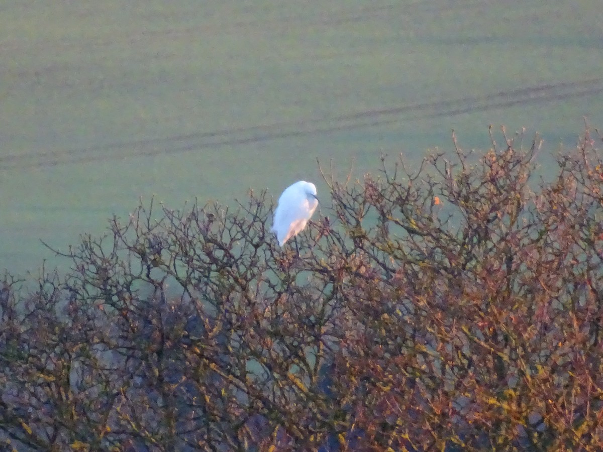 Little Egret - ML645602779