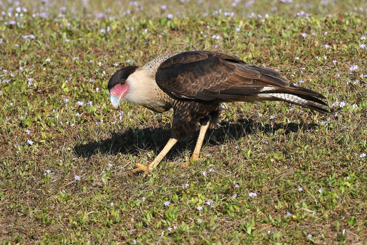 Crested Caracara - ML645602788