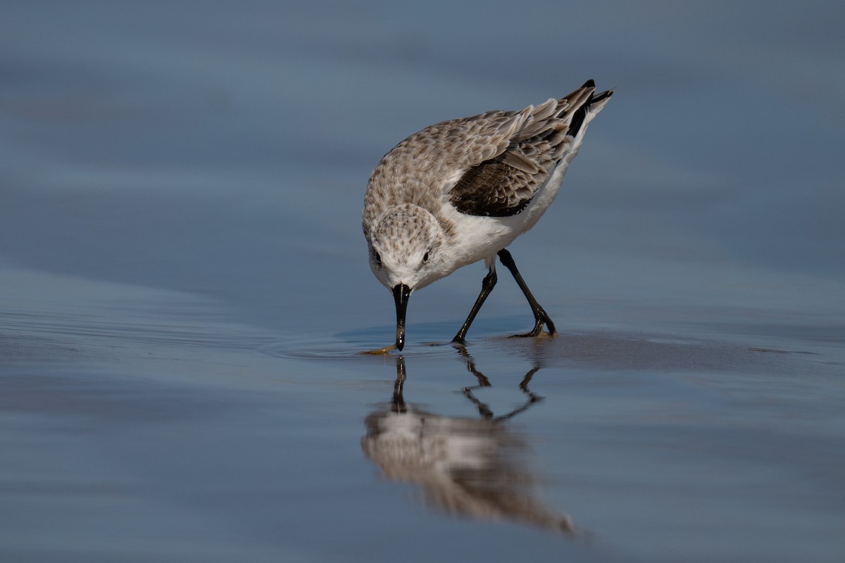 Txirri zuria - ML645602794