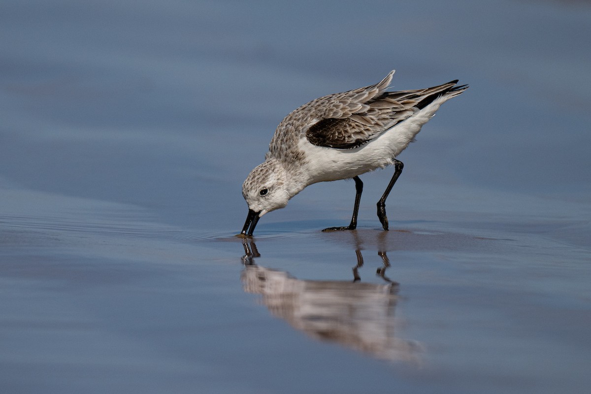 Txirri zuria - ML645602796