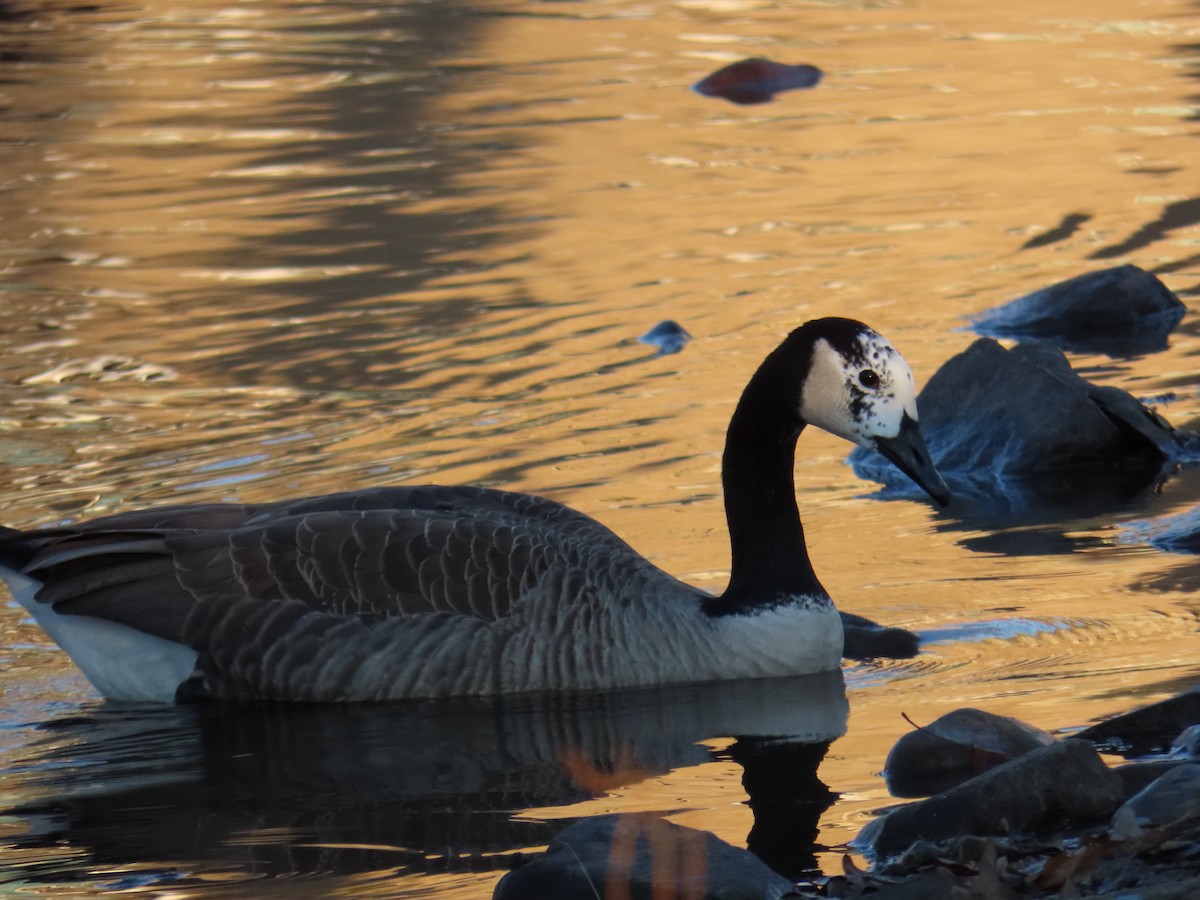 Canada Goose - ML645602799