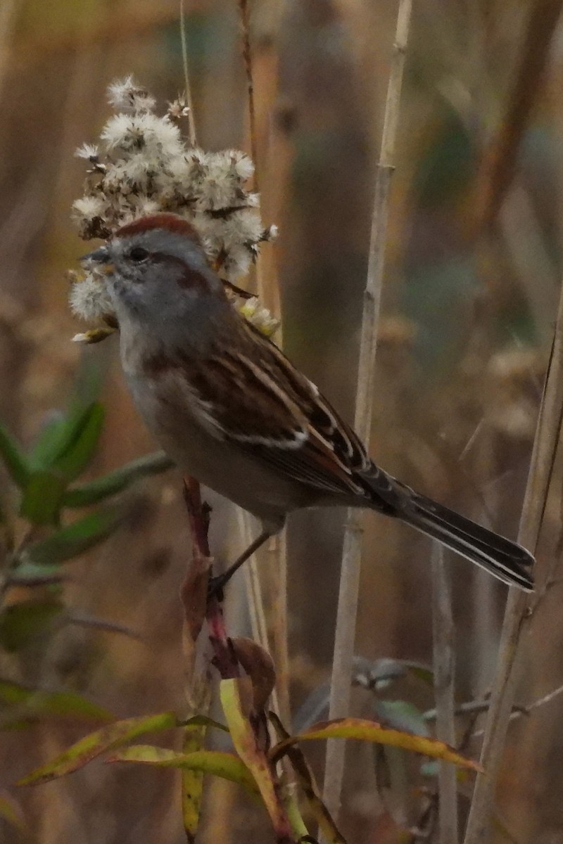American Tree Sparrow - ML645602800