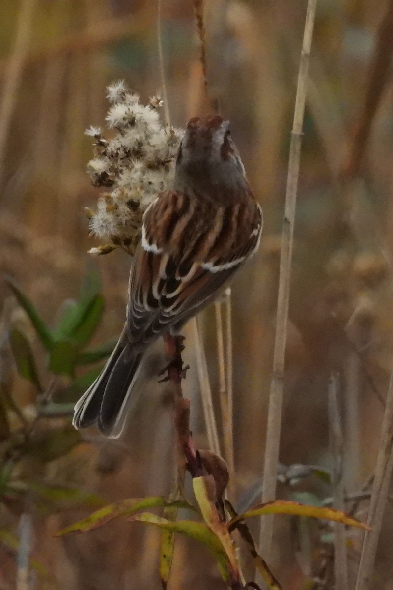 American Tree Sparrow - ML645602801