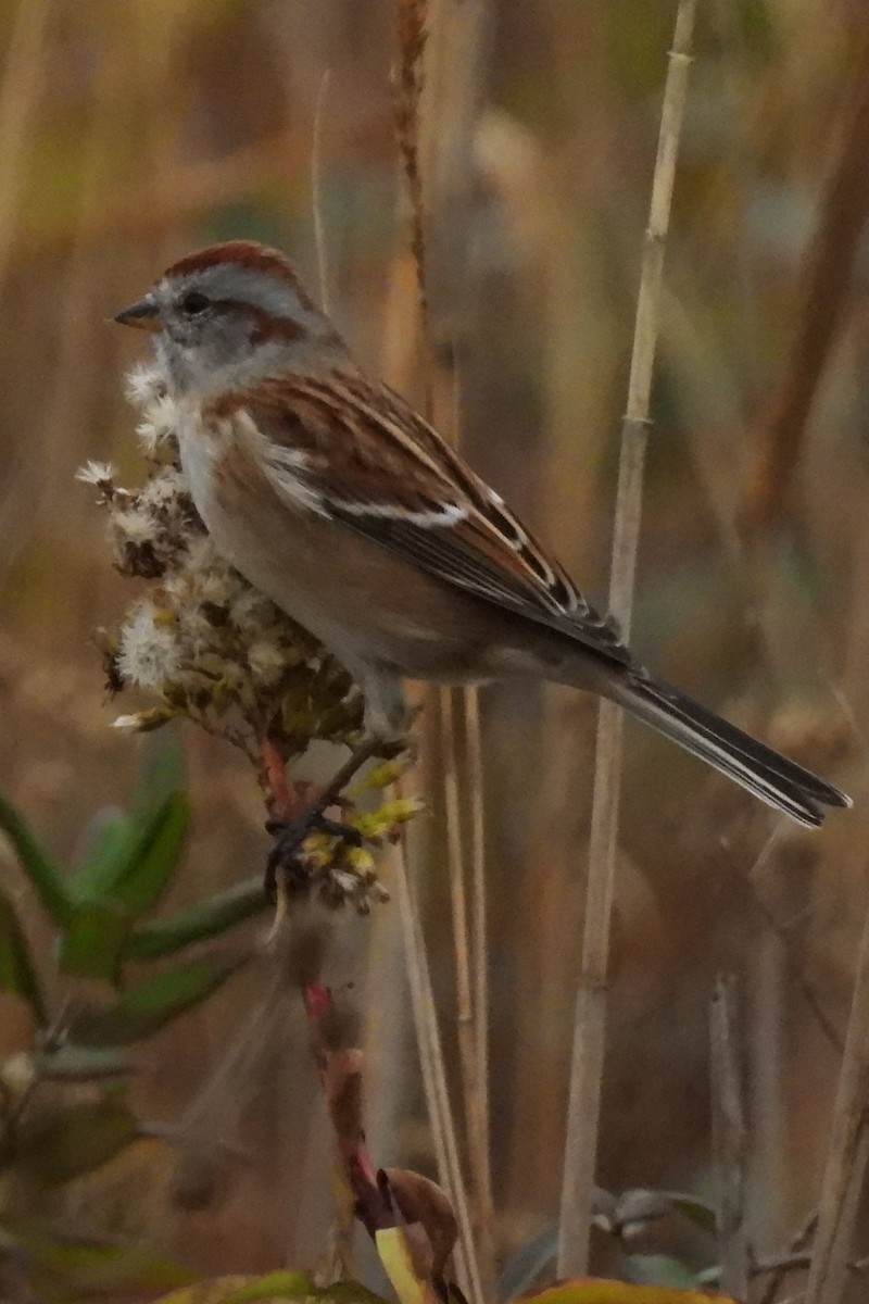 American Tree Sparrow - ML645602802