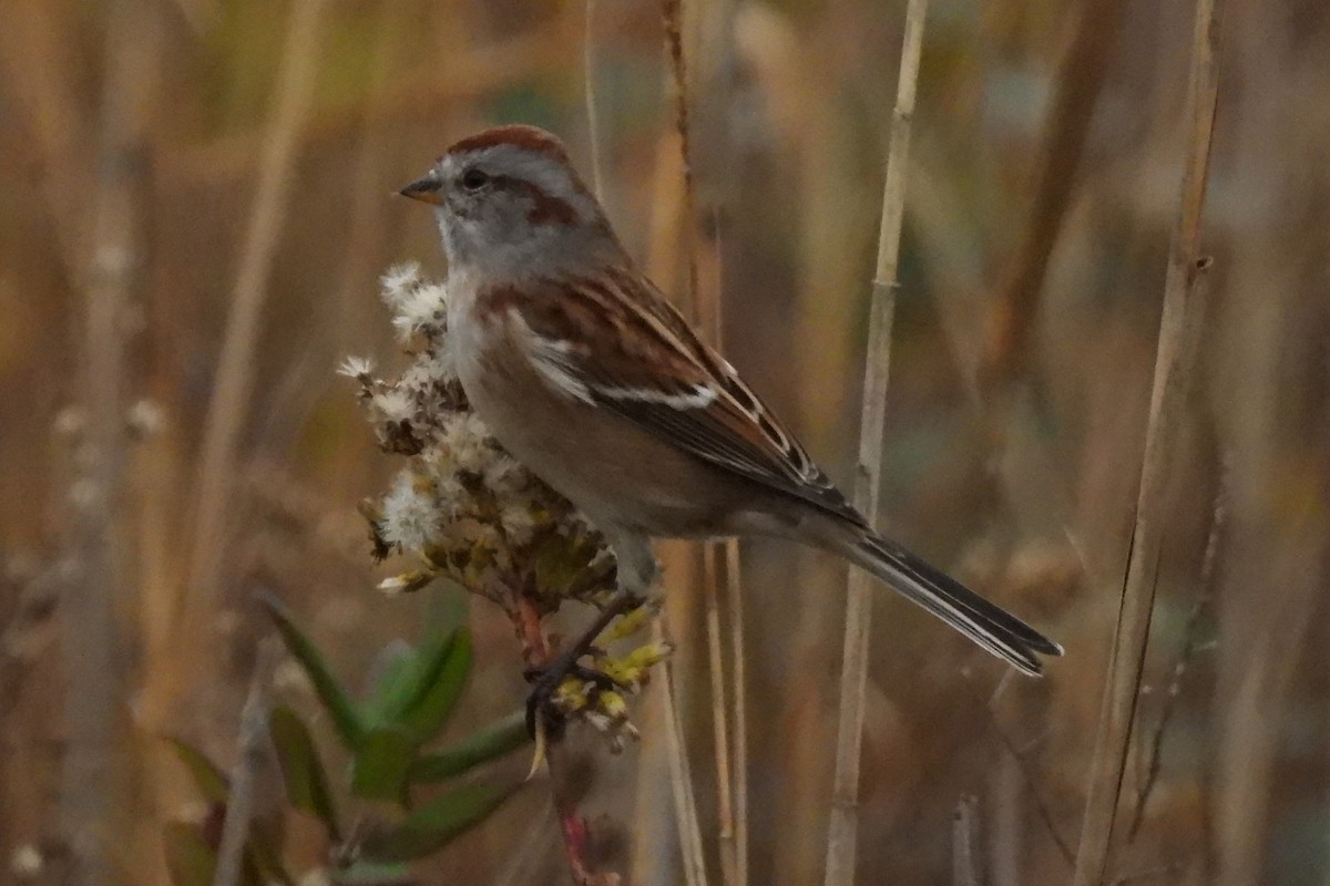 American Tree Sparrow - ML645602803