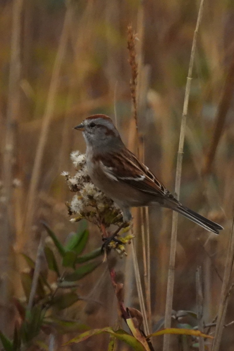 American Tree Sparrow - ML645602804