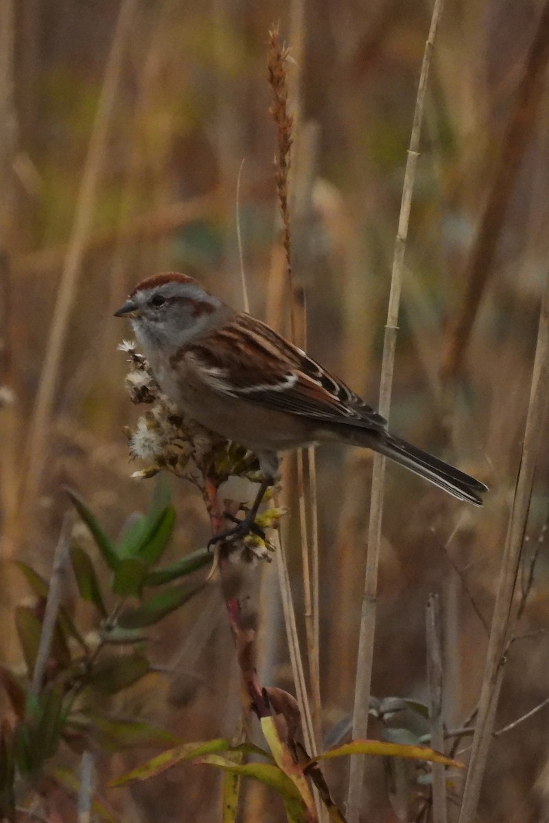 American Tree Sparrow - ML645602805