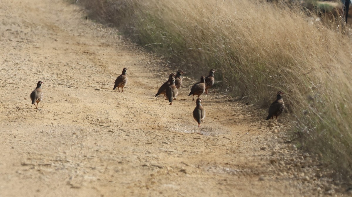 Red-legged Partridge - ML645602806