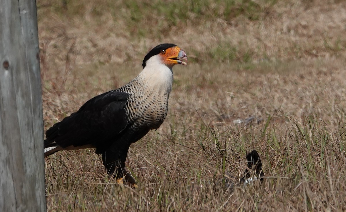 Crested Caracara - ML645602807