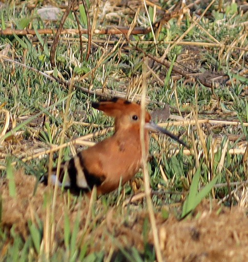 Hamerkop - ML645602812