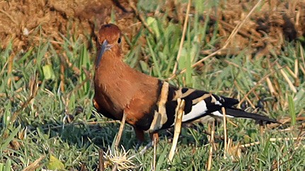 Hamerkop - ML645602813