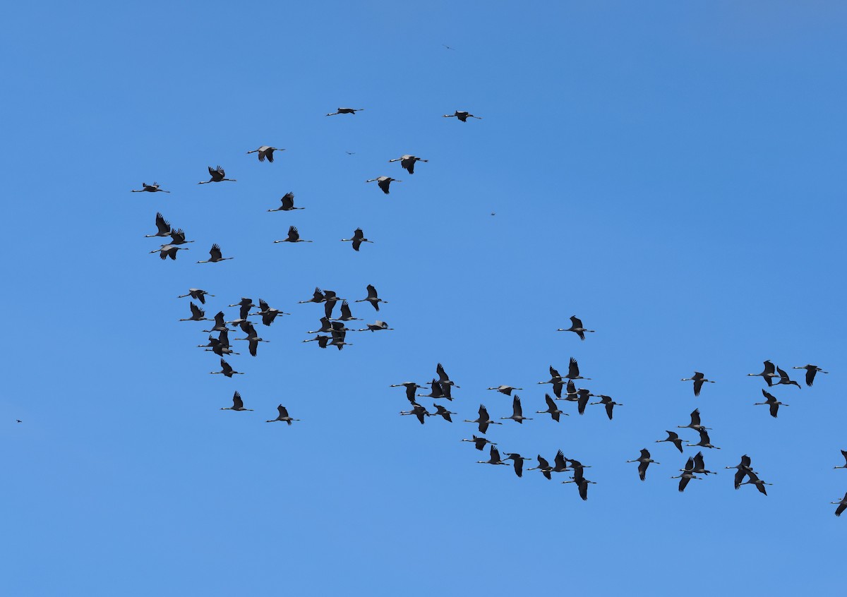 Common Crane - ML645602818