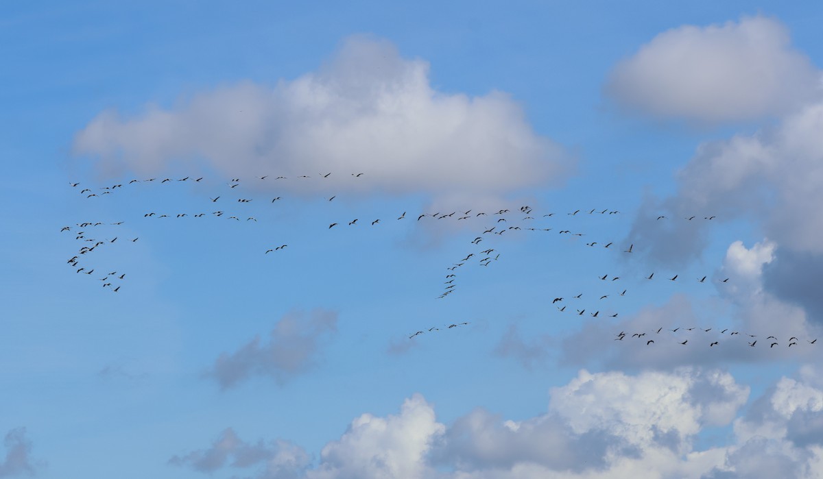 Common Crane - ML645602819